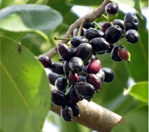 Benefits of Jamun Amazing health advantages of the summertime fruit