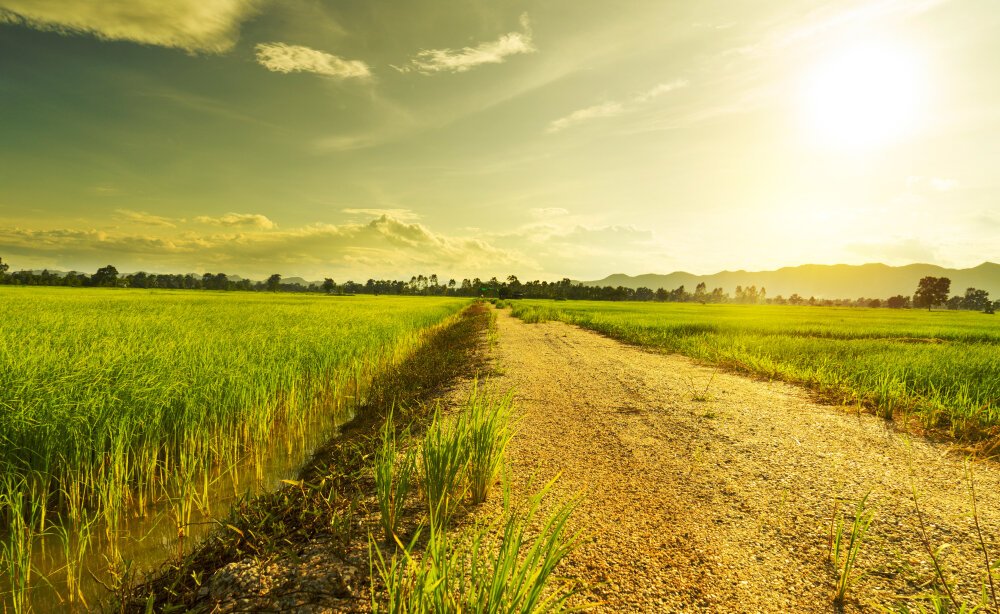 What are 5 Importance of Local Agriculture?